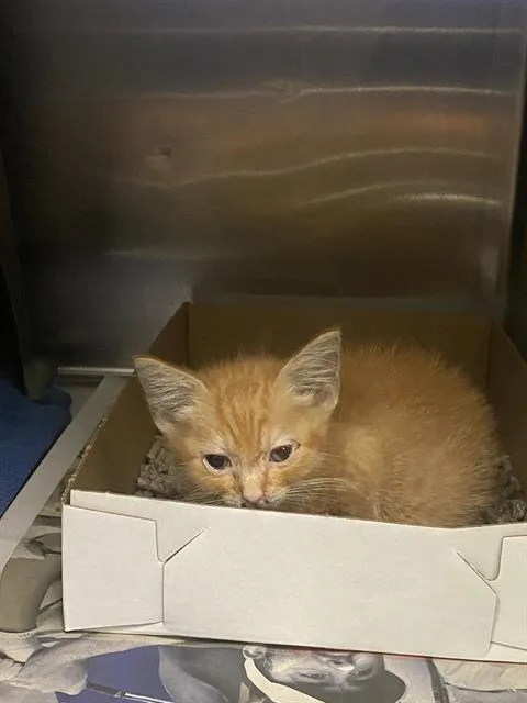 A baby small-sized female Domestic Short Hair cat named Nala for adoption in Dallas, TX