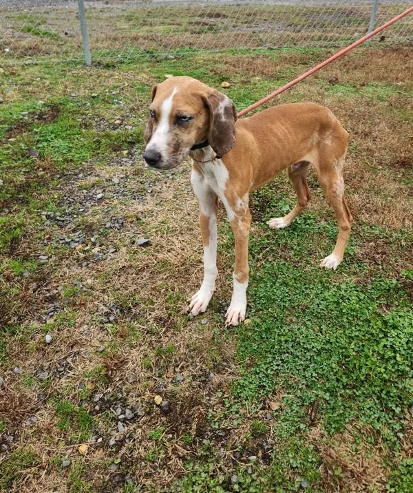 A young medium-sized male Hound dog named Bubba Green for adoption in Cleveland, TN