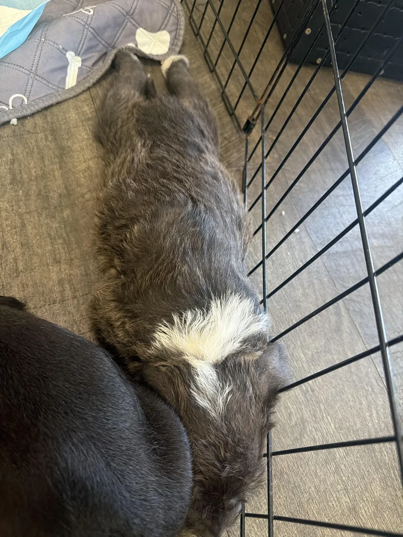 A baby small-sized female Pit Bull Terrier dog named Petunia for adoption in Bradenton, FL