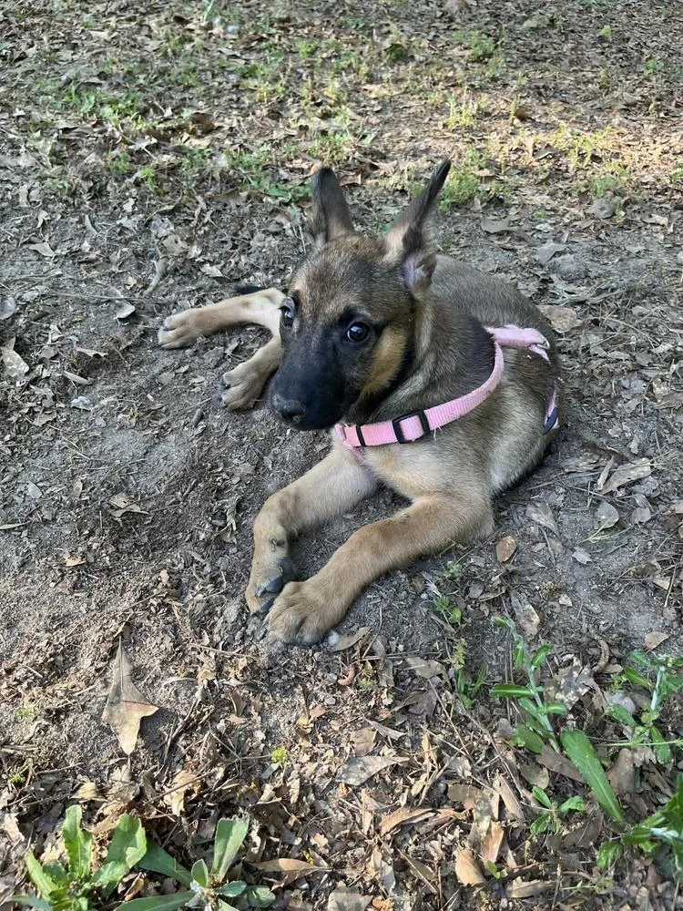 Poppet  Located In thumbnail 2