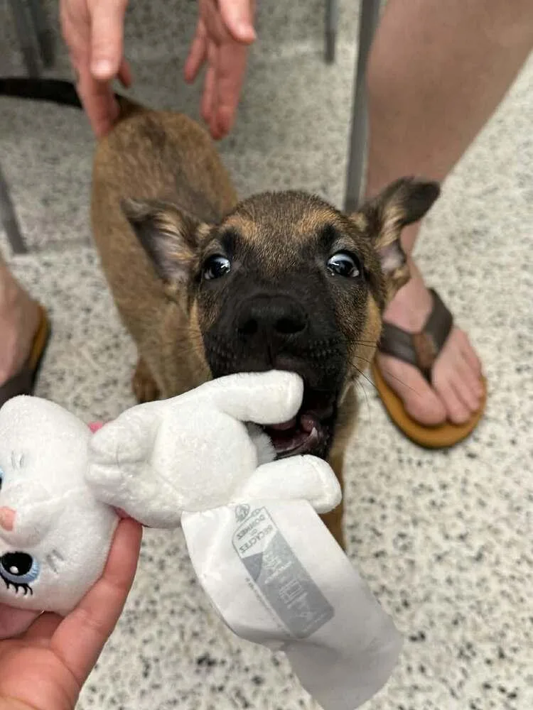 Poppet  Located In thumbnail 3