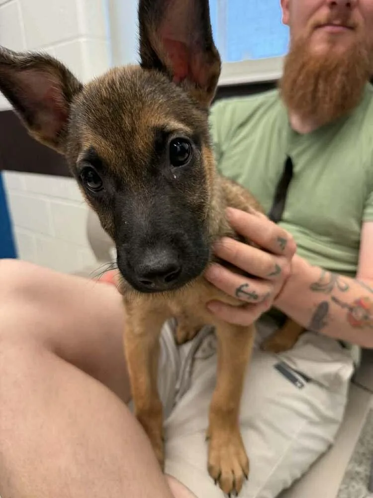 Poppet  Located In thumbnail 4