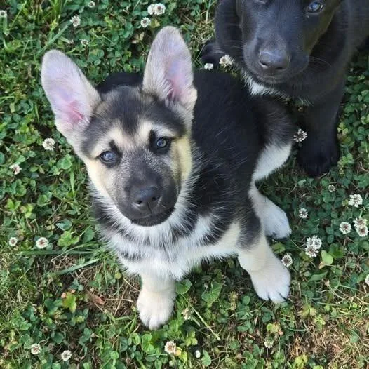 A baby small-sized male Yellow / Tan / Blond / Fawn German Shepherd Dog dog named Sam for adoption in Silver Spring, MD