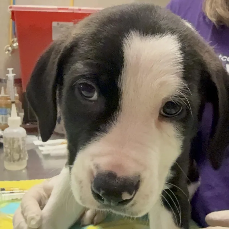 A baby small-sized female Black Mixed Breed dog named Pluto for adoption in Jacksonville, FL