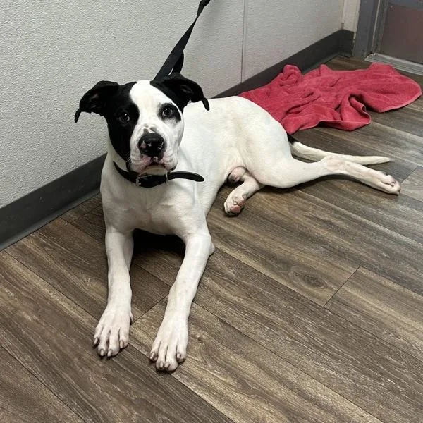 A young large-sized male Pit Bull Terrier dog named Bananthony for adoption in San Diego, CA