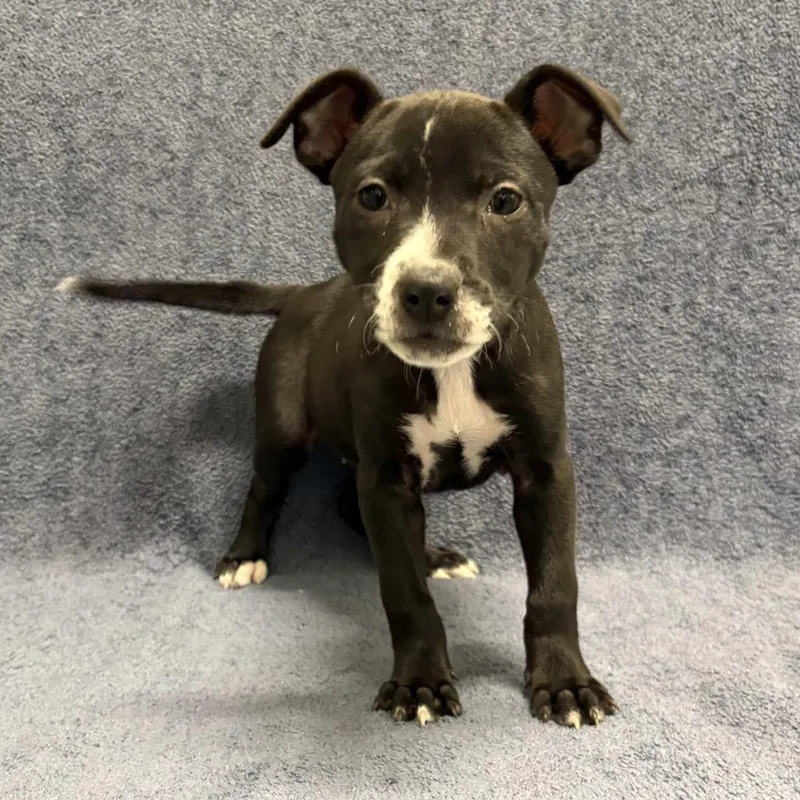A baby small-sized female Black Pit Bull Terrier dog named Isla for adoption in Beaumont, TX