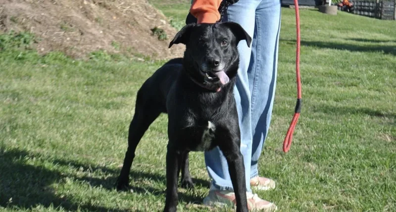 An adult medium-sized male Black Labrador Retriever dog named Titan for adoption in Houston, TX