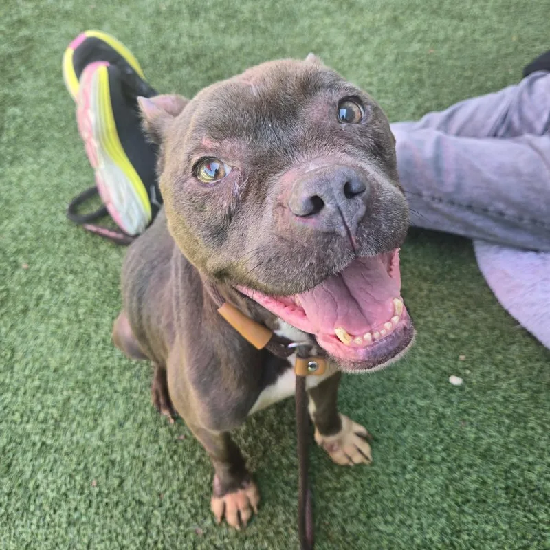 A senior medium-sized female Brown / Chocolate Pit Bull Terrier dog named Gracie for adoption in Chattanooga, TN