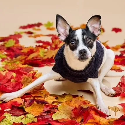 A young small-sized male Chihuahua dog named Wagoner for adoption in Springfield, MO