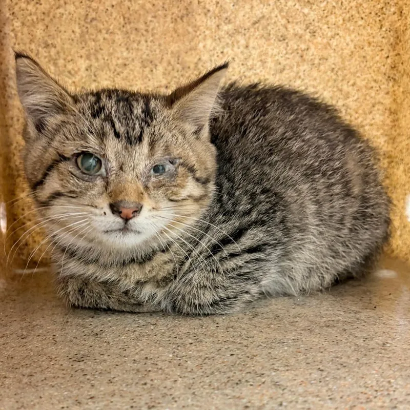 A baby small-sized male Brown / Chocolate Domestic Short Hair cat named Chubbs for adoption in Philadelphia, PA