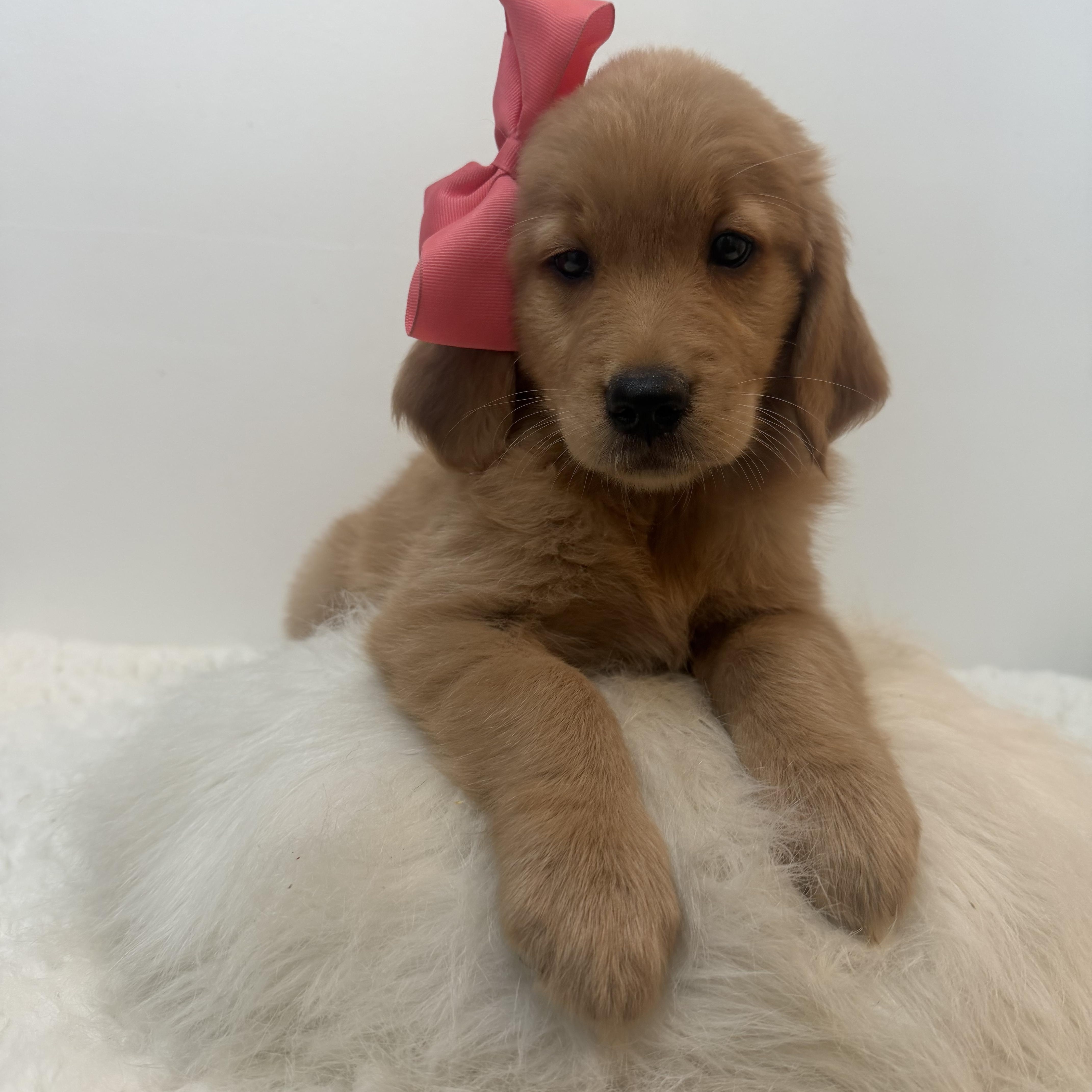 A baby large-sized female Golden Retriever dog named Felicity for adoption in Wrightstown, NJ