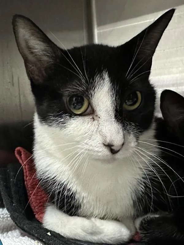 A young medium-sized female Domestic Short Hair cat named Yang for adoption in Staten Island, NY