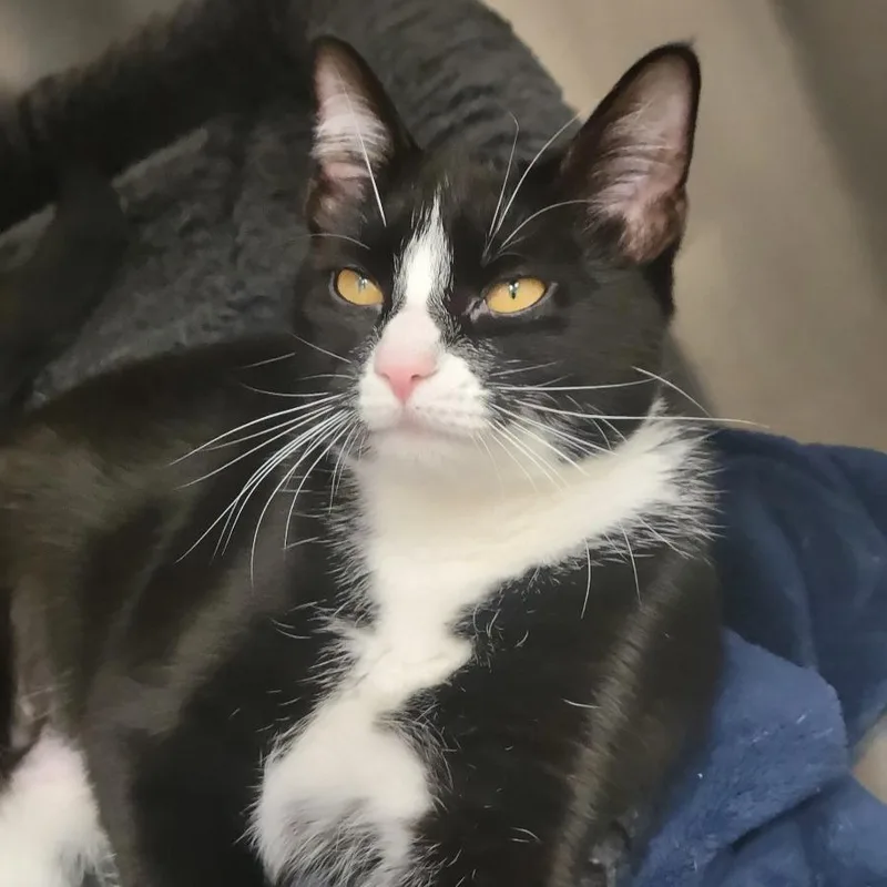 A young medium-sized female Black Domestic Short Hair cat named Moonpie for adoption in Westhampton, NY