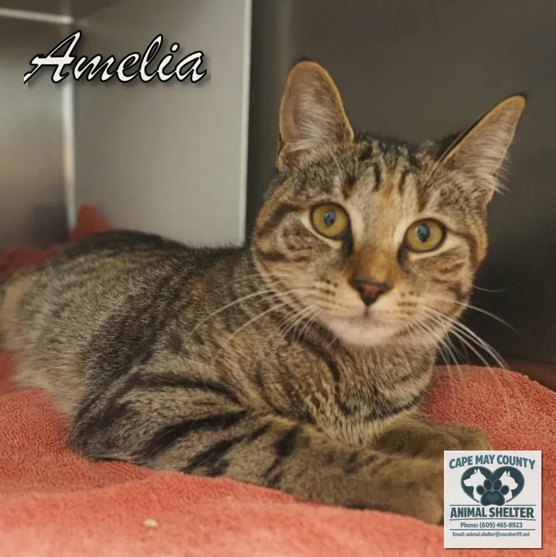 A baby medium-sized female Domestic Short Hair cat named Amelia for adoption in Cape May Court House, NJ