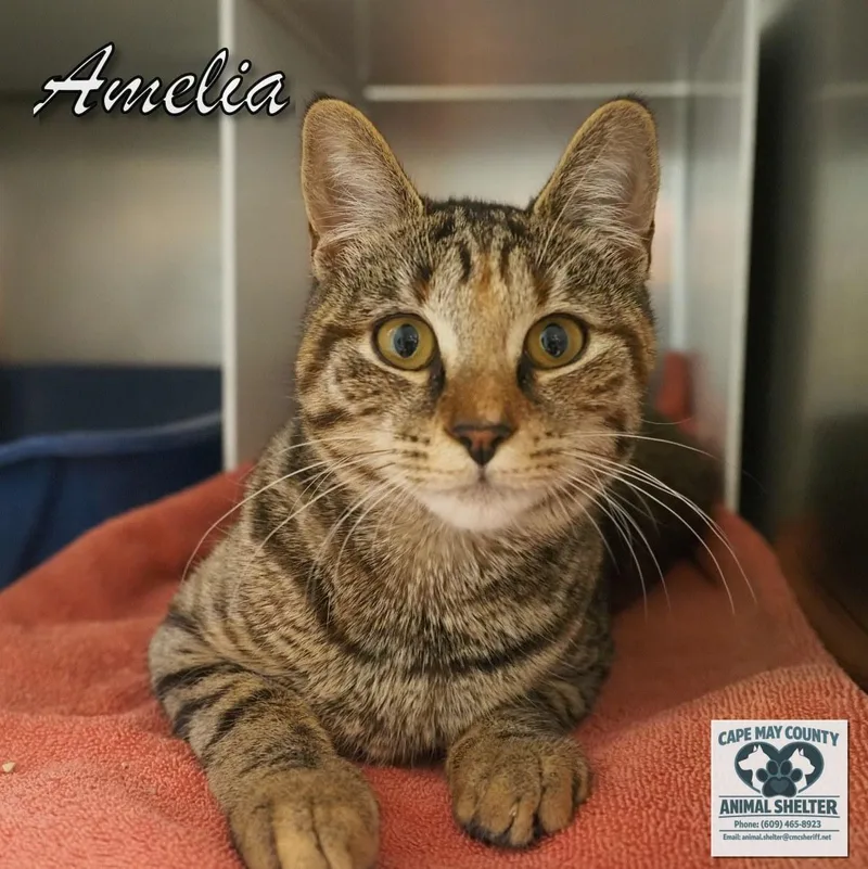 Amelia thumbnail 2