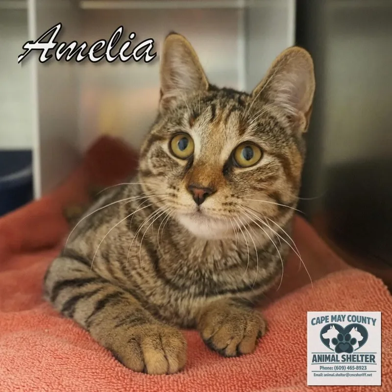 Amelia thumbnail 3