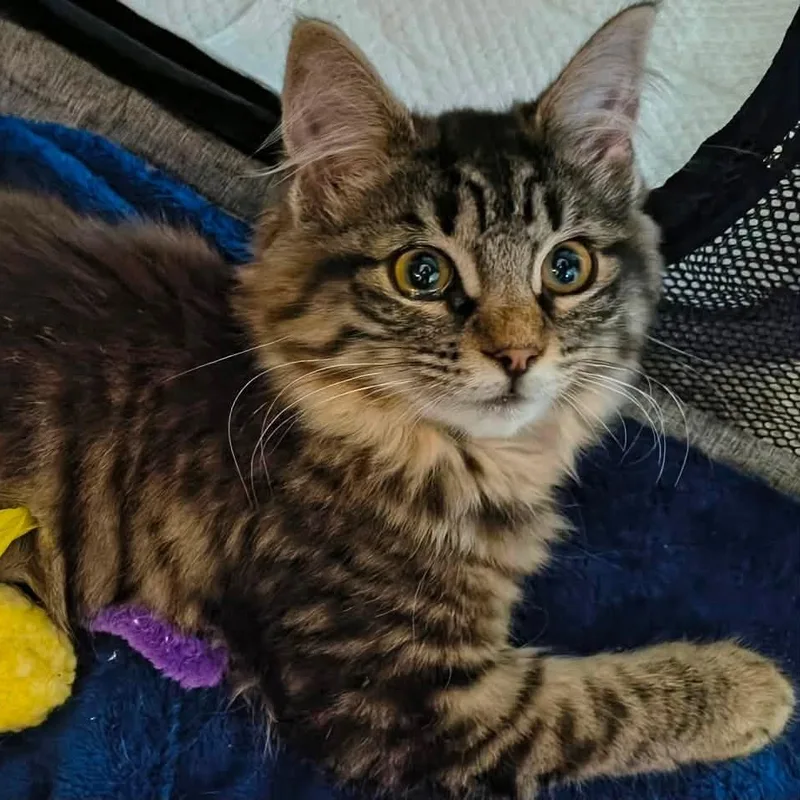 A baby medium-sized female Tabby (Brown / Chocolate) Domestic Long Hair cat named Dancer for adoption in Toledo, OH