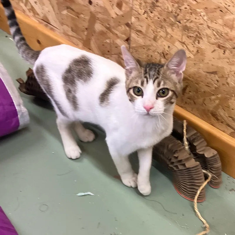 A baby medium-sized male Tabby (Buff / Tan / Fawn) Domestic Short Hair cat named Timmy for adoption in Pendleton, OR