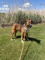 A young medium-sized male Brown / Chocolate Rough Collie dog named Tex for adoption in Potsdam, NY
