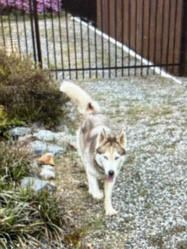 A young medium-sized male Husky dog named New Husky for adoption in Winston Salem, NC