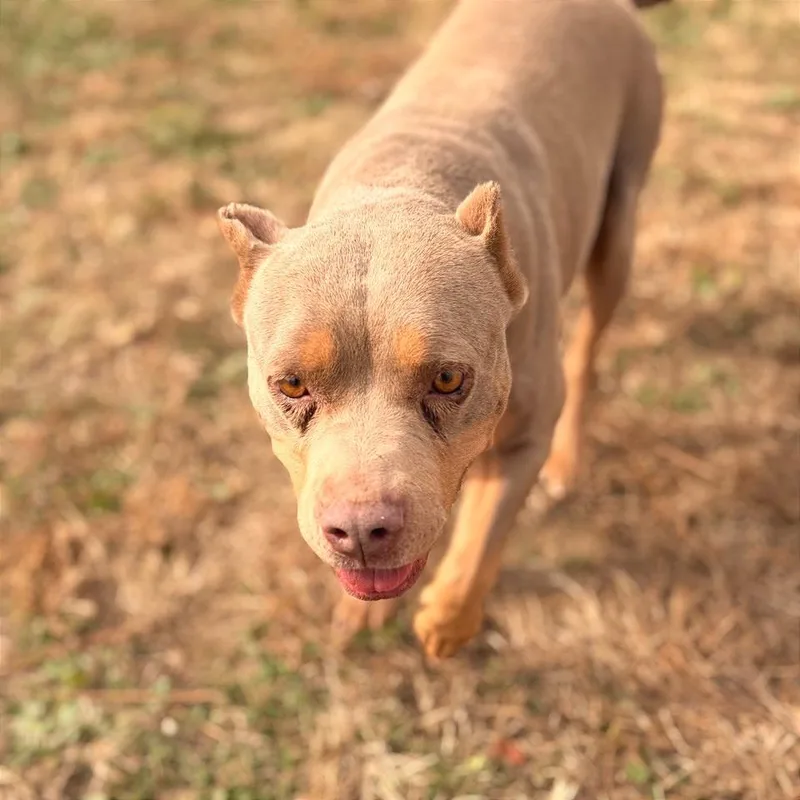 A senior medium-sized female Yellow / Tan / Blond / Fawn Mixed Breed dog named Clarice for adoption in Chattanooga, TN