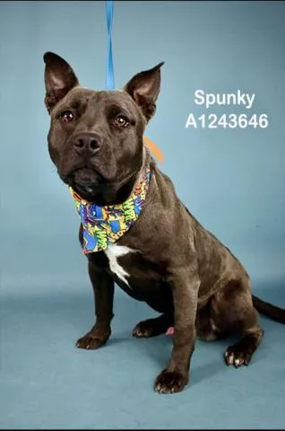 Spunky