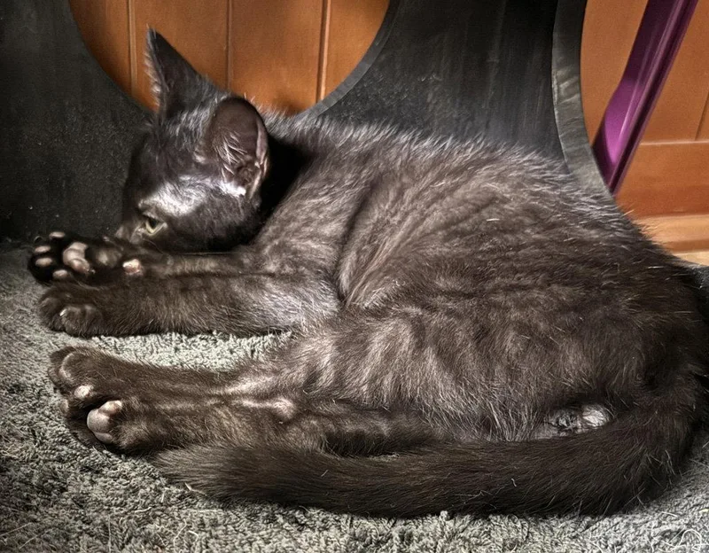 A baby medium-sized male Black Domestic Short Hair cat named Middle Brother for adoption in Ventura, CA