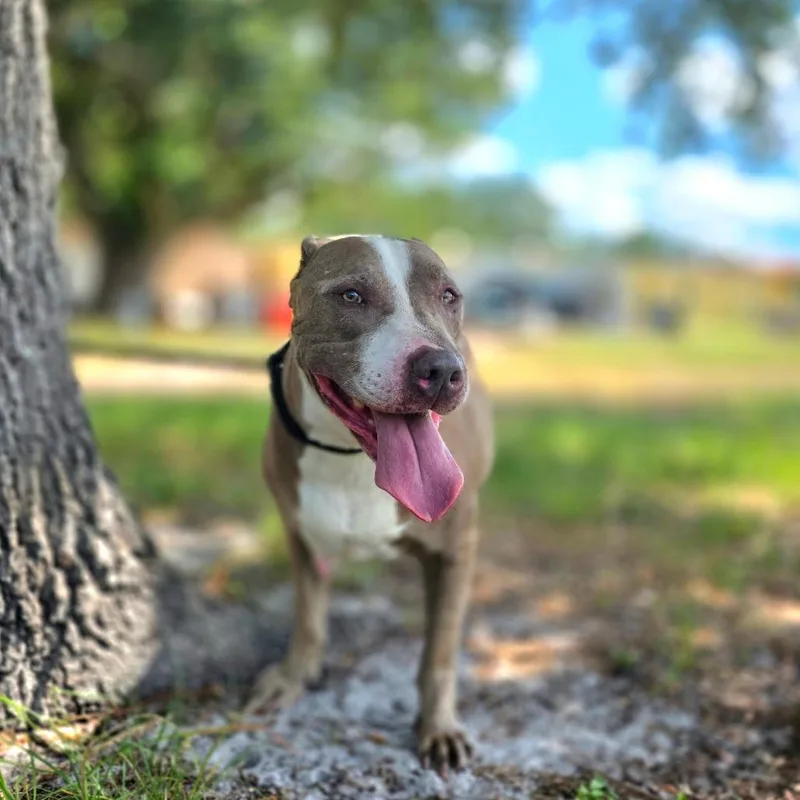 A senior large-sized male Brown / Chocolate Mixed Breed dog named Briggs for adoption in Port Charlotte, FL