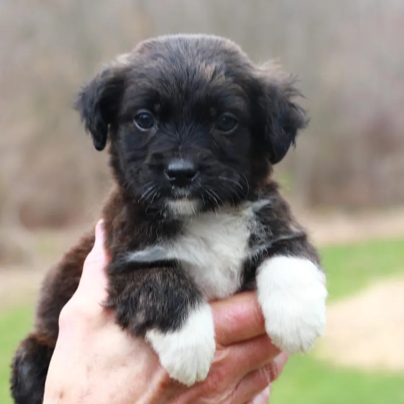 A baby medium-sized female Black Shepherd dog named Ct Ferrari Avail Apr for adoption in Eastford, CT