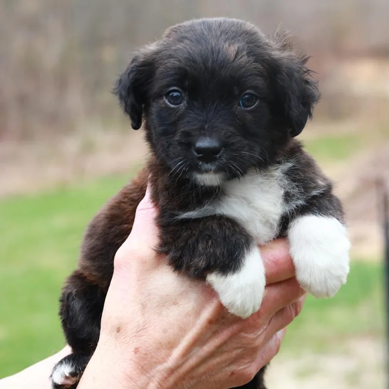 Ct Ferrari Avail Apr thumbnail 2