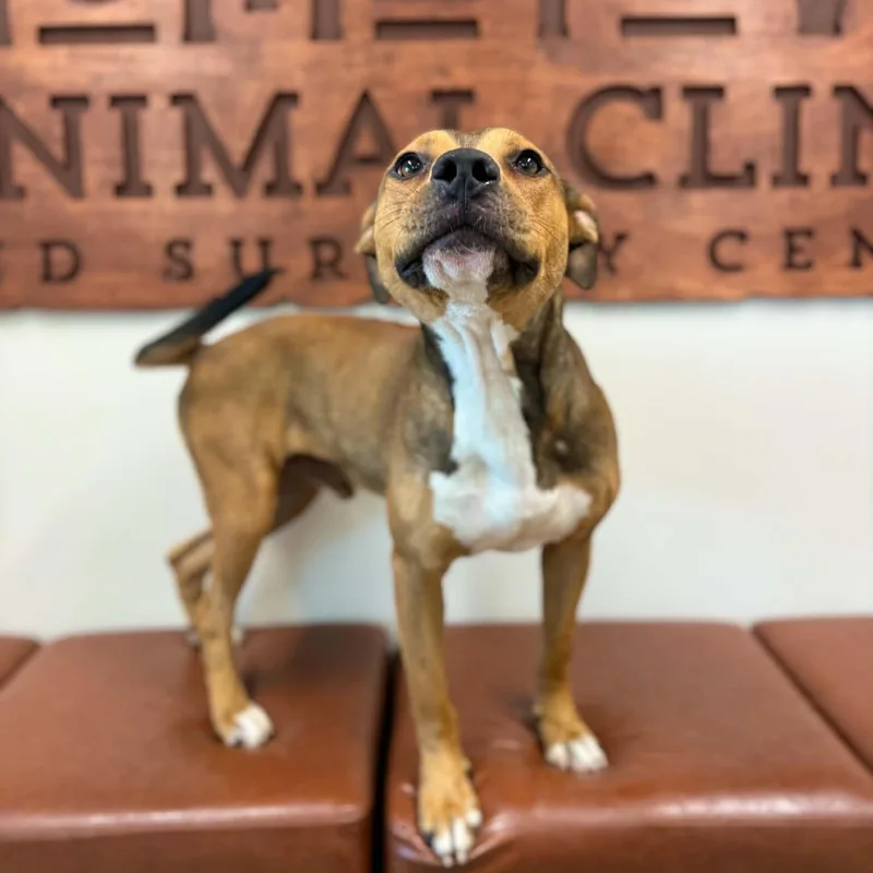A young medium-sized male Bicolor Mixed Breed dog named Brady for adoption in Tunica, MS