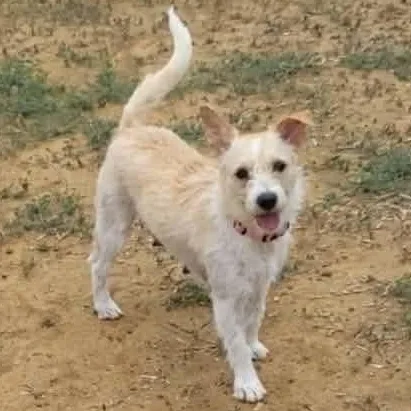 A young small-sized female White / Cream Mixed Breed dog named Princess for adoption in Yaphank, NY