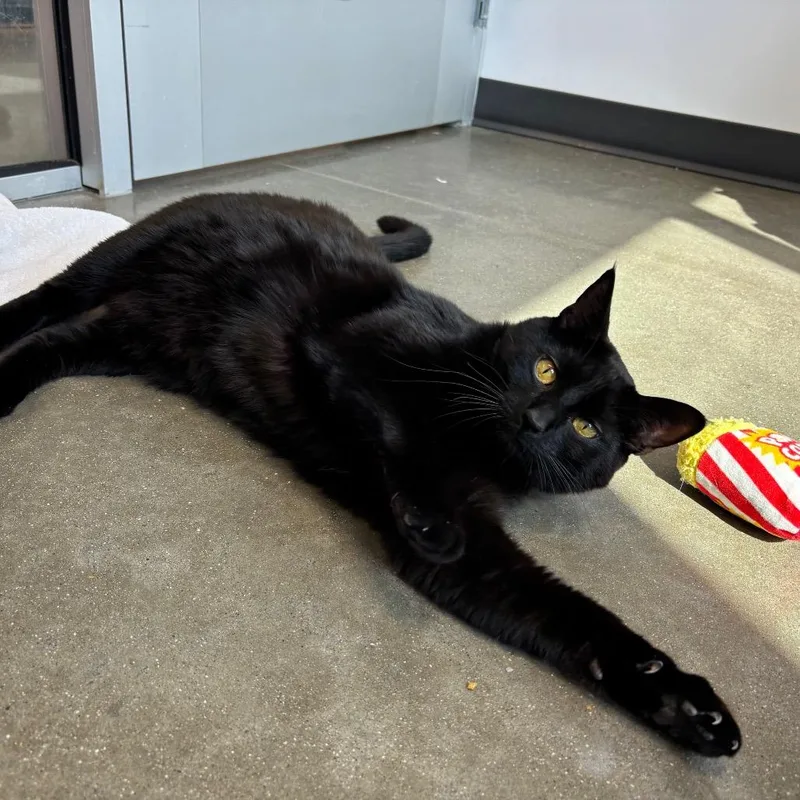 An adult large-sized male Black Domestic Short Hair cat named Dr. Doom for adoption in Fort Wayne, IN