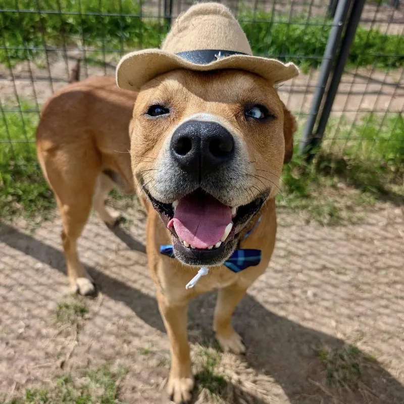 An adult large-sized male Brown / Chocolate American Staffordshire Terrier dog named Gus for adoption in Pittsburgh, PA