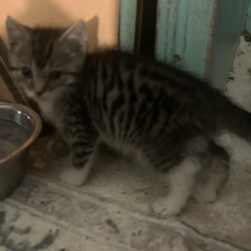 A baby small-sized male Brown / Chocolate Domestic Short Hair cat named Hurcules for adoption in Parma, OH