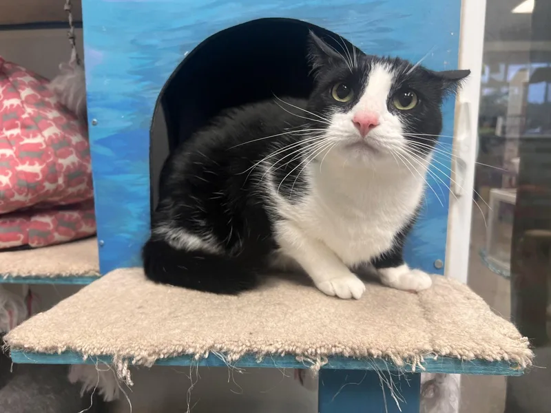 An adult medium-sized male Black & White / Tuxedo Tuxedo cat named Zinc Must Apply for adoption in Georgetown, KY