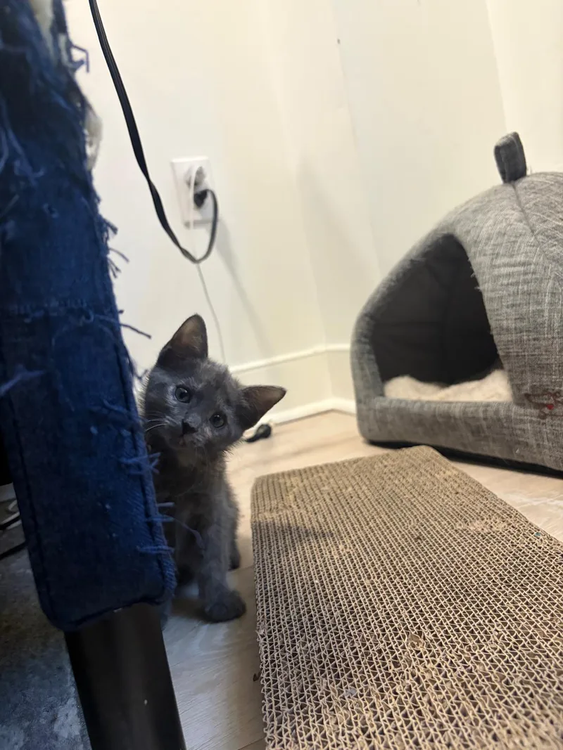 A baby medium-sized female Dilute Tortoiseshell Domestic Short Hair cat named Momo for adoption in Jersey City, NJ