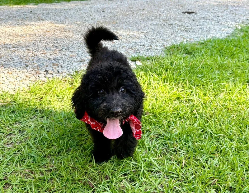 A young medium-sized male Standard Poodle dog named Felix for adoption in Eastman, GA