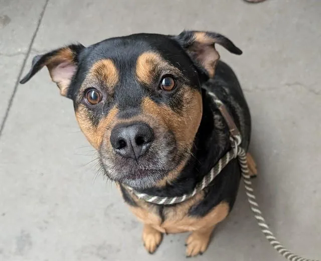 An adult large-sized female Rottweiler dog named Choco for adoption in Tucson, AZ