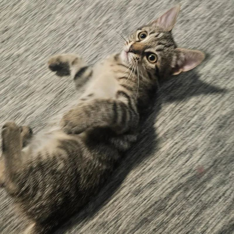 A baby small-sized female Brown / Chocolate Domestic Short Hair cat named Gryffindor for adoption in Hedgesville, WV