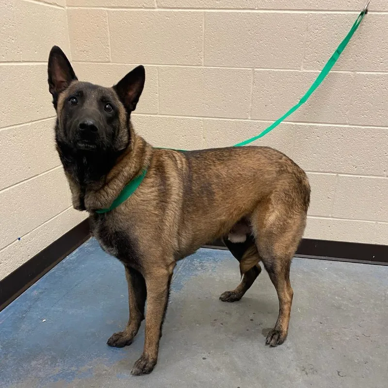 An adult large-sized male Sable Mixed Breed dog named Rocky E for adoption in Memphis, TN