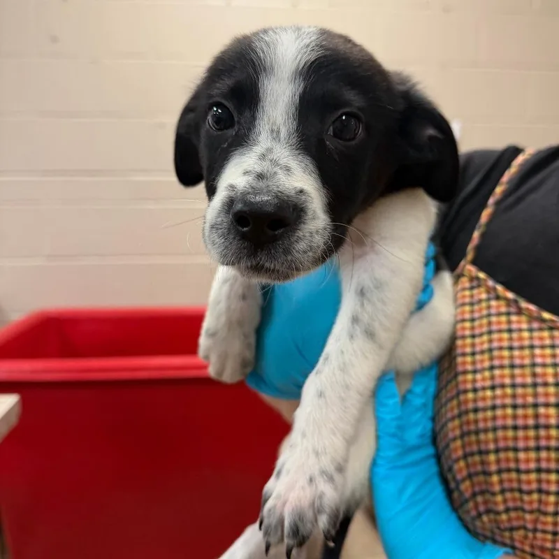 A baby small-sized male Collie dog named Lincoln for adoption in Birmingham, AL