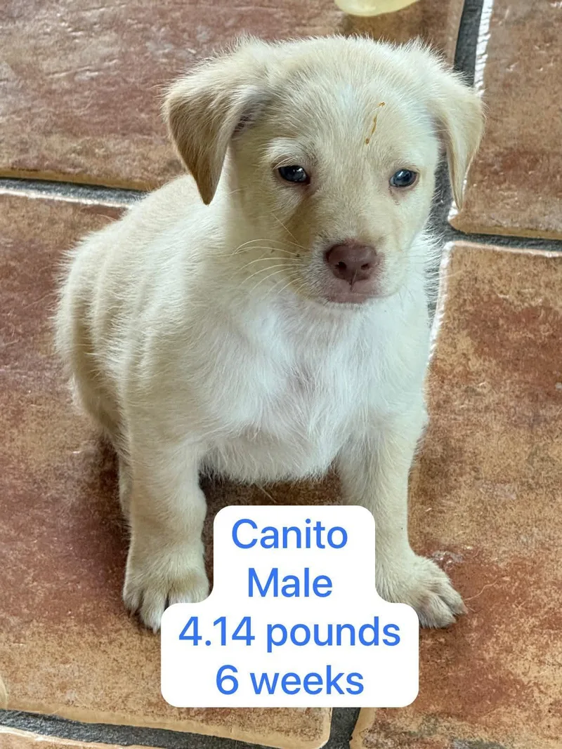 Canito thumbnail 3
