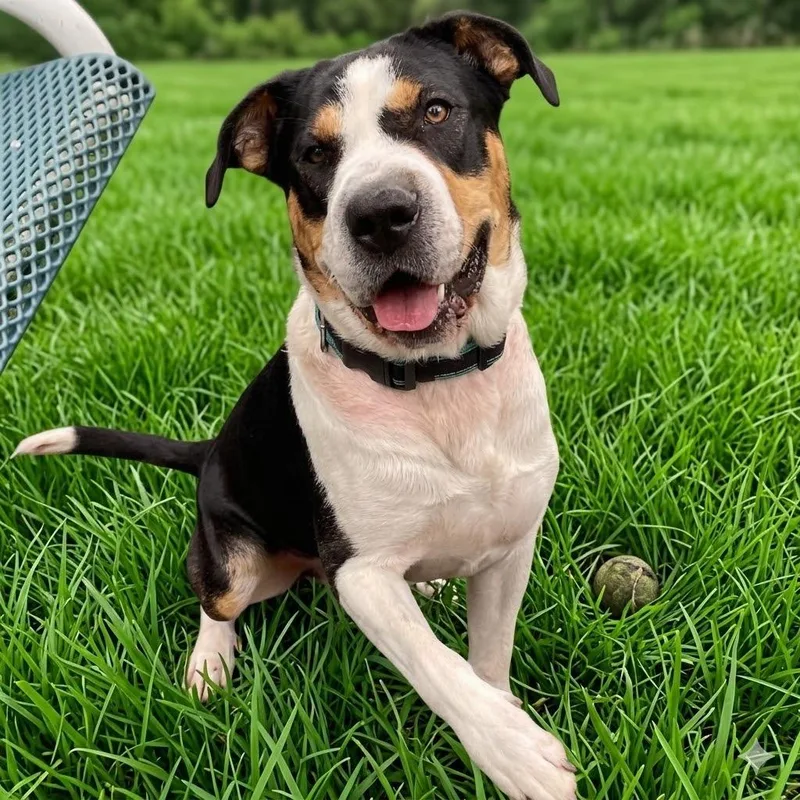 An adult medium-sized male Black Cattle Dog dog named Ludo for adoption in South Elgin, IL