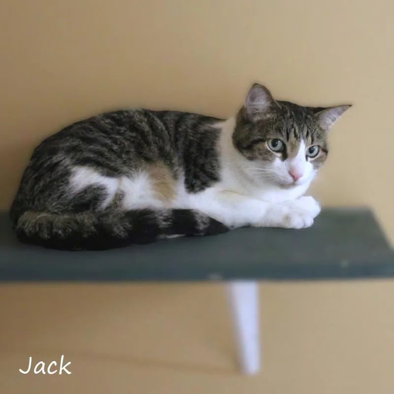 A senior small-sized male White Domestic Short Hair cat named Jack for adoption in Yucaipa, CA