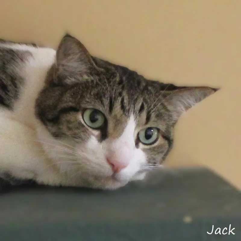 Jack thumbnail 2