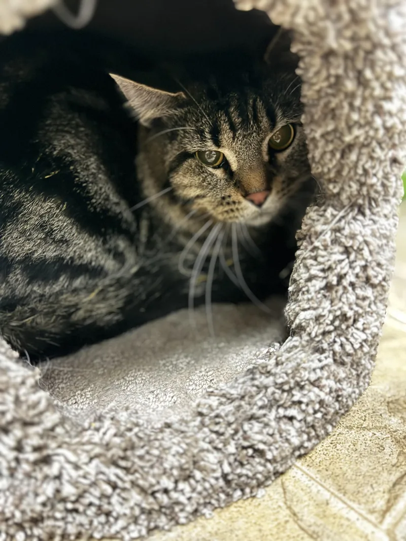 An adult large-sized male Tabby (Brown / Chocolate) Domestic Short Hair cat named Monte for adoption in Dodgeville, WI