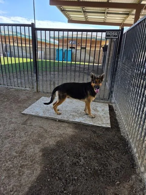 An adult large-sized male German Shepherd Dog dog named Rocky for adoption in Riverside, CA