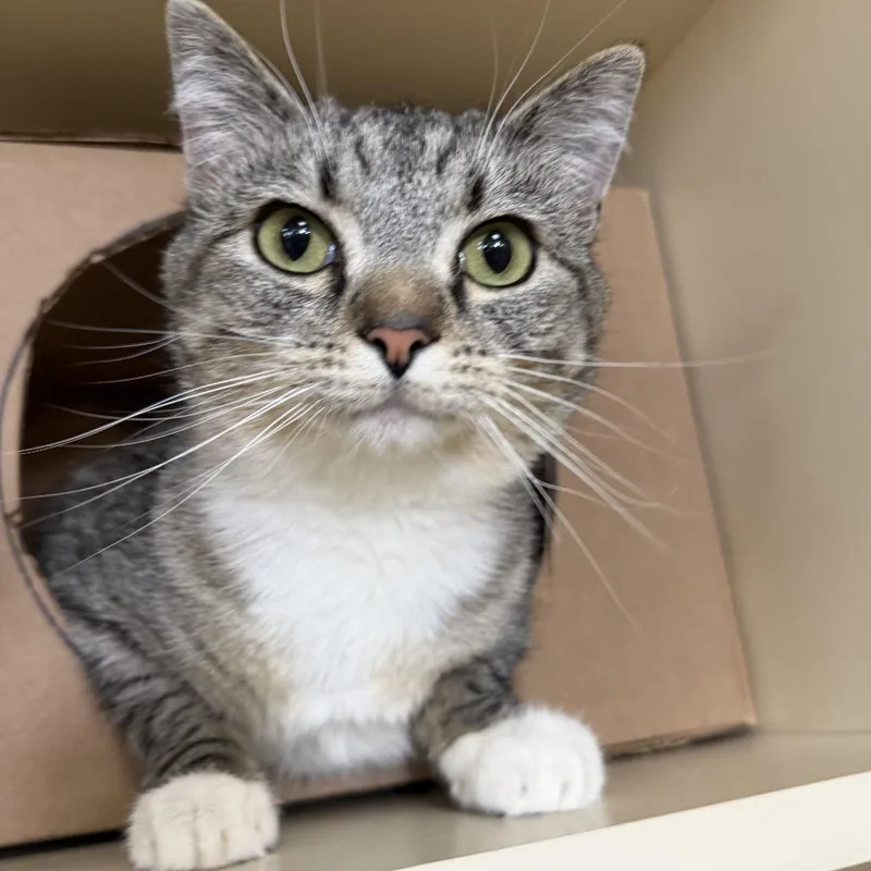 A young small-sized female Gray / Blue / Silver Domestic Short Hair cat named Elly for adoption in Idaho Falls, ID