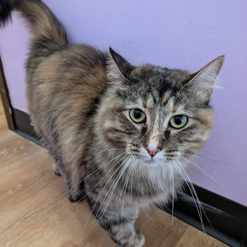 An adult large-sized female Torbie Domestic Long Hair cat named Lyric for adoption in Springfield, IL